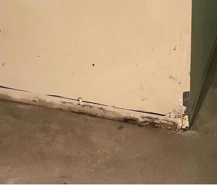 Initial signs of mold damage