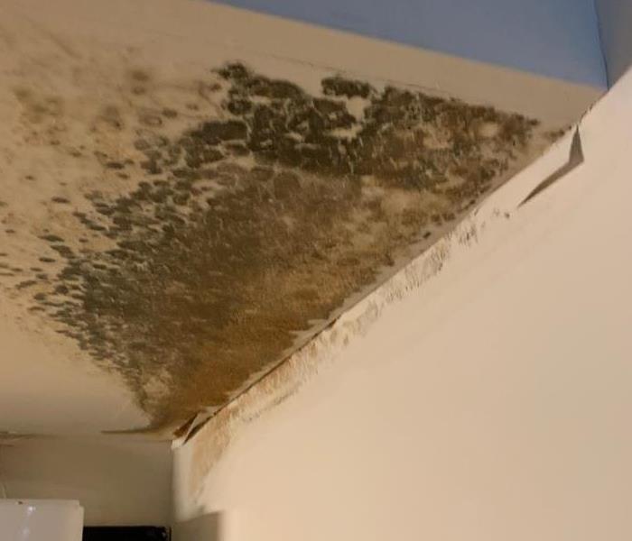 Active Mold growth
