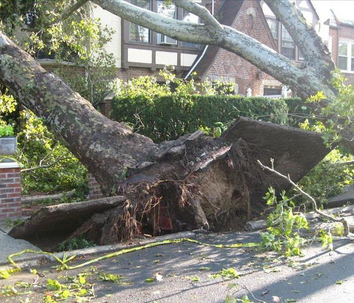Tree toppled by a tornado.
